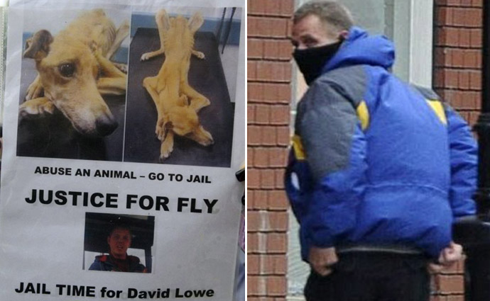 dog Fly, истощённая собака, хозяин морил собаку голодом, Дэвид Лоу