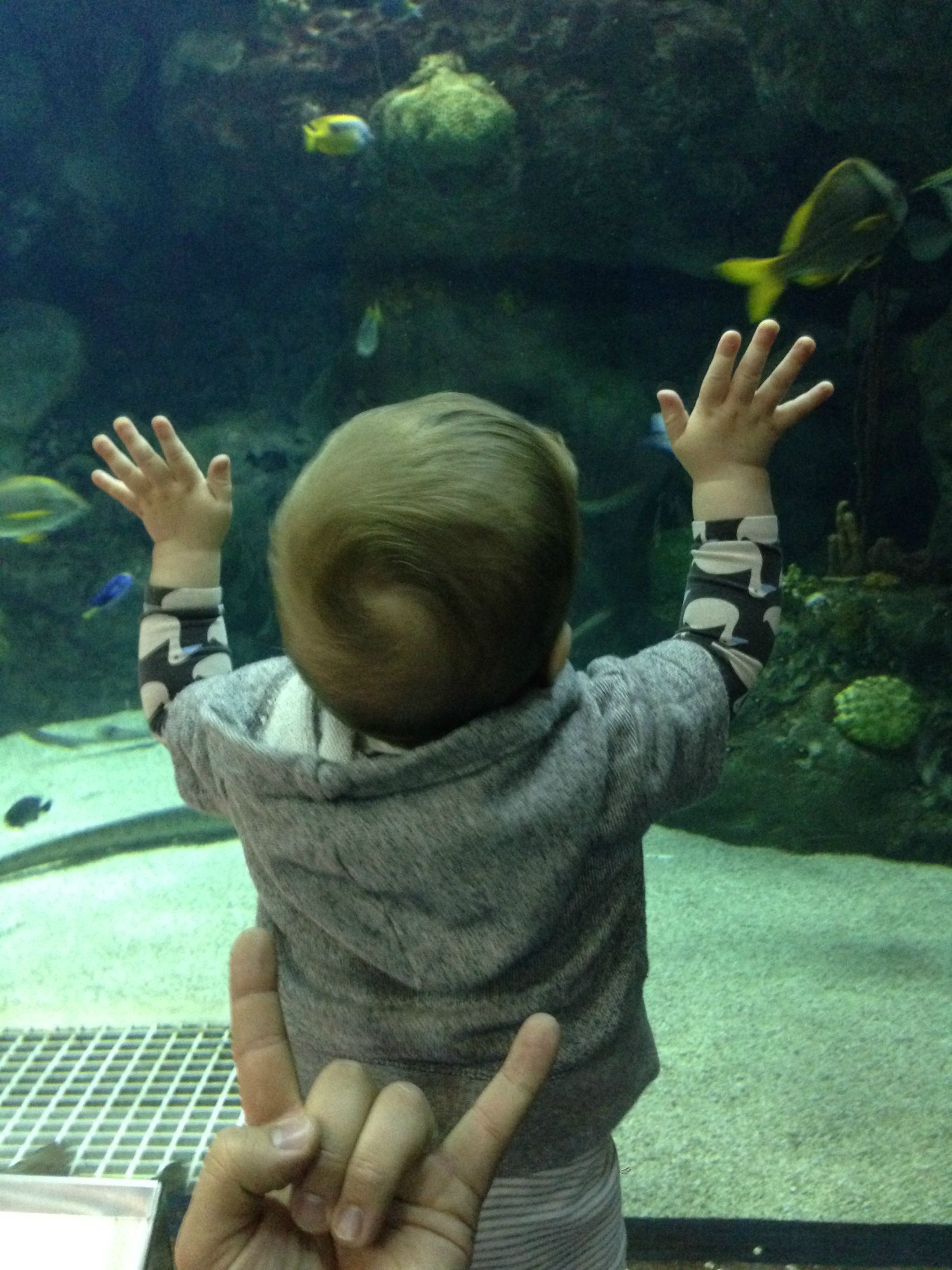 Папа металлист, фотограф Брайан Реда, Brian Reda, рок жест коза, ребенок возле медведя