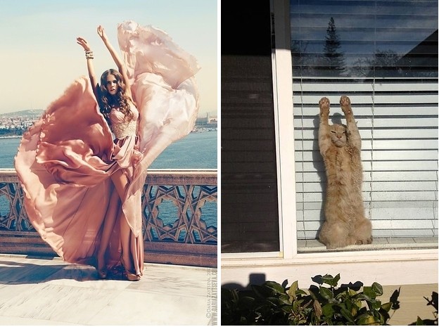 коты воссоздают фотографии, коты  кошки фотографии моделей, коты повторяют фото моделей