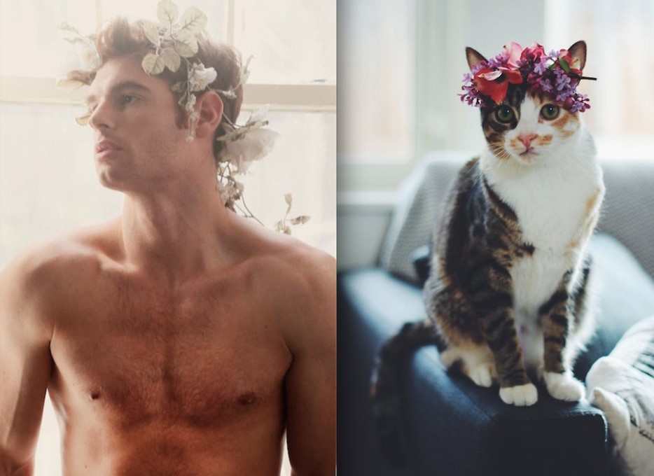 коты воссоздают фотографии, коты  кошки фотографии моделей, коты повторяют фото моделей