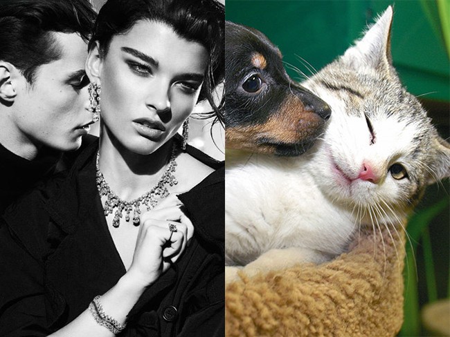 коты воссоздают фотографии, коты  кошки фотографии моделей, коты повторяют фото моделей