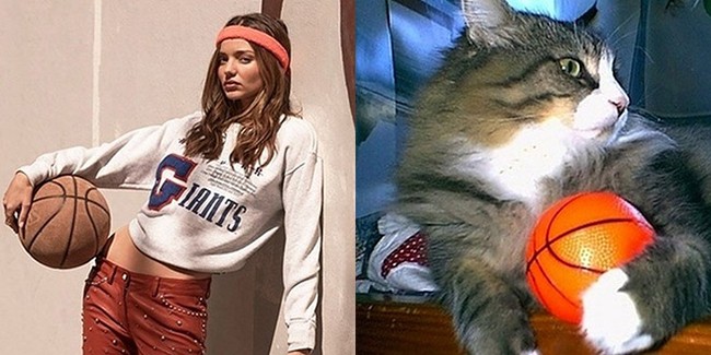 коты воссоздают фотографии, коты  кошки фотографии моделей, коты повторяют фото моделей