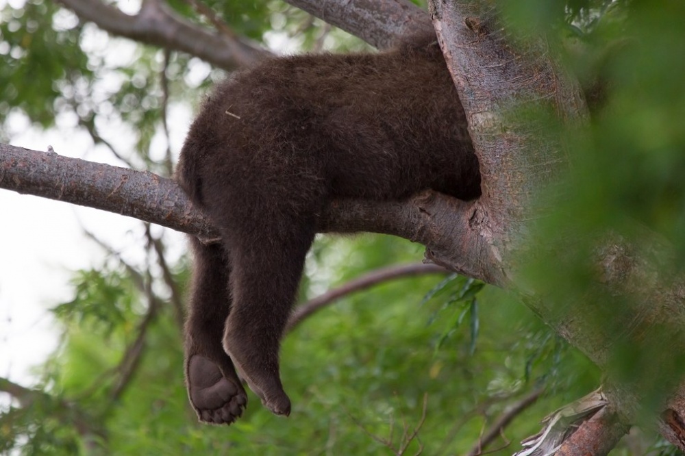 Лучшие фотографии дикой природы от National Geographic за август 2014 National Geographic за август 2014, лучшие фотографии National Geographic