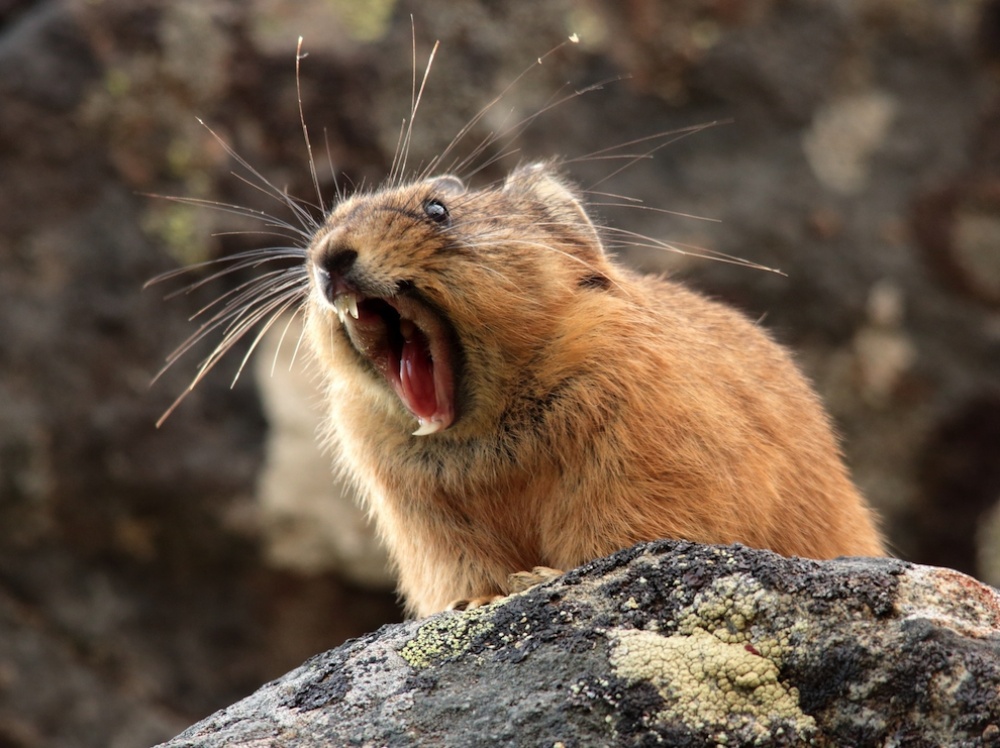 Лучшие фотографии дикой природы от National Geographic за август 2014 National Geographic за август 2014, лучшие фотографии National Geographic