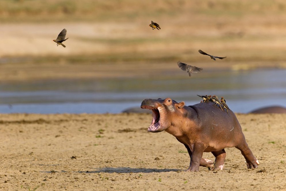 Лучшие фотографии дикой природы от National Geographic за август 2014 National Geographic за август 2014, лучшие фотографии National Geographic