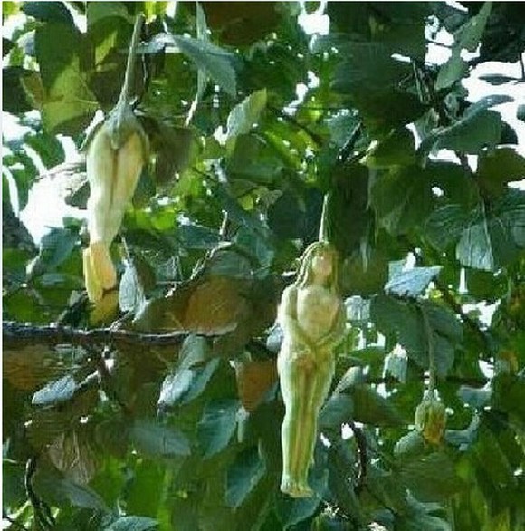 фрукты и овощи в виде знаменитостей, тыква в форме Мао Цзедуна