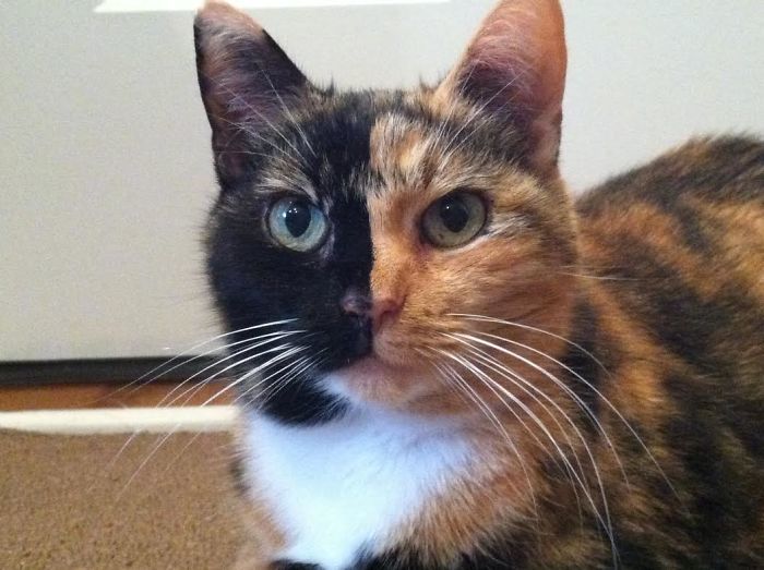 животные с уникальным раскрасом, животные необычного цвета