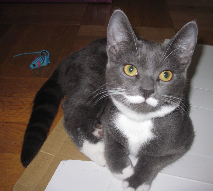 животные с уникальным раскрасом, животные необычного цвета