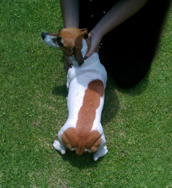 животные с уникальным раскрасом, животные необычного цвета