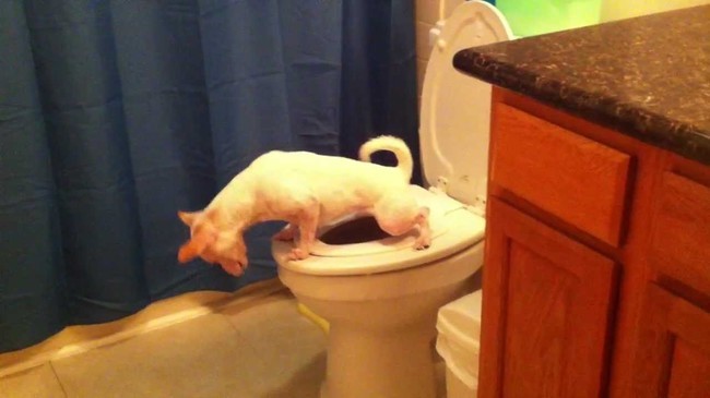 вещи надо знать перед тем как жить с парнем, совместная жизнь с девушкой, жизнь с парнем смешное