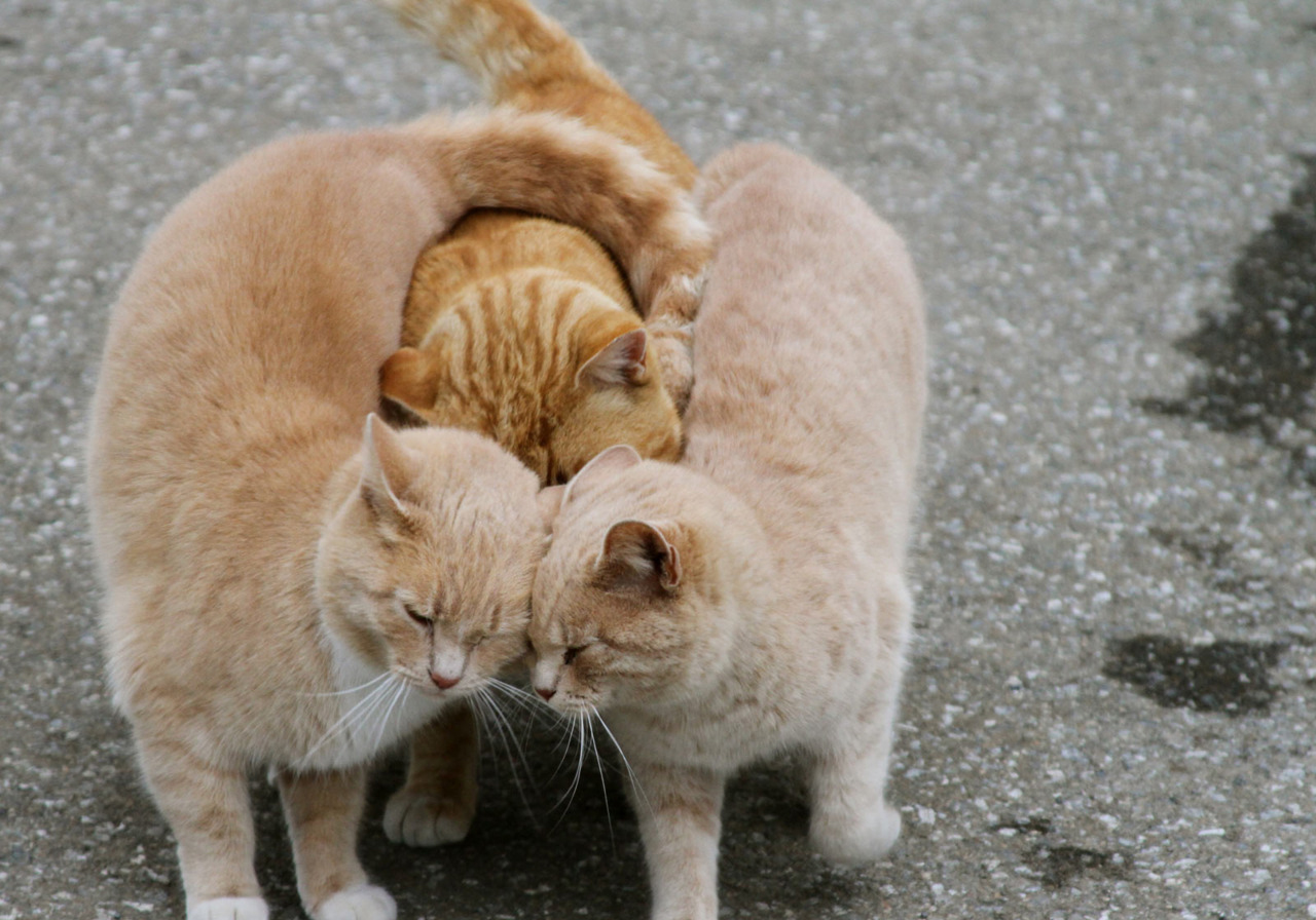 объятия, hug, обнимашки