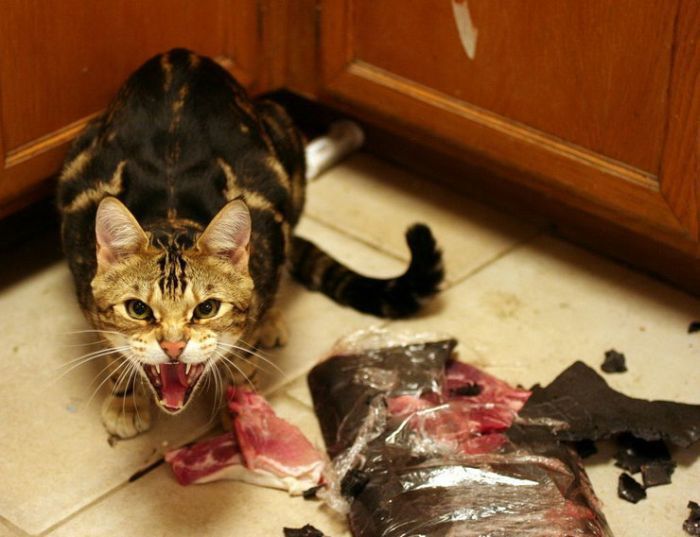 познавательные факты, а вы знали что, спорим вы не знали