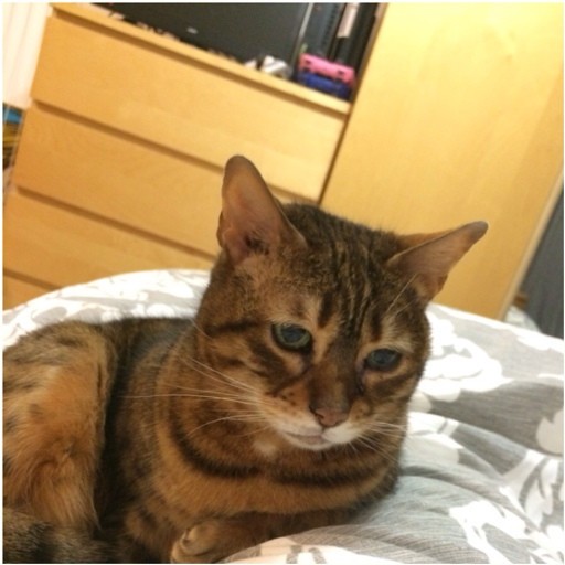 грустный, печальный кот, фрустрация