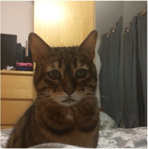 грустный, печальный кот, фрустрация