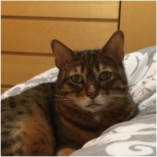 грустный, печальный кот, фрустрация