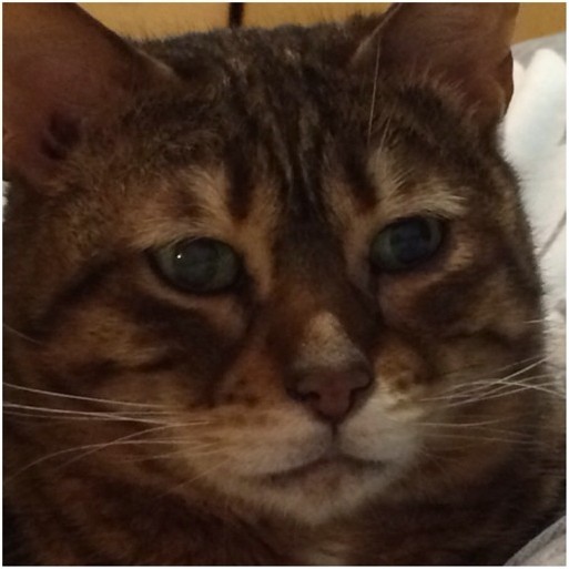 грустный, печальный кот, фрустрация