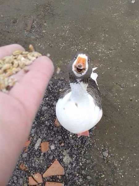 Позитив, юмор, смешные фотографии,прикол