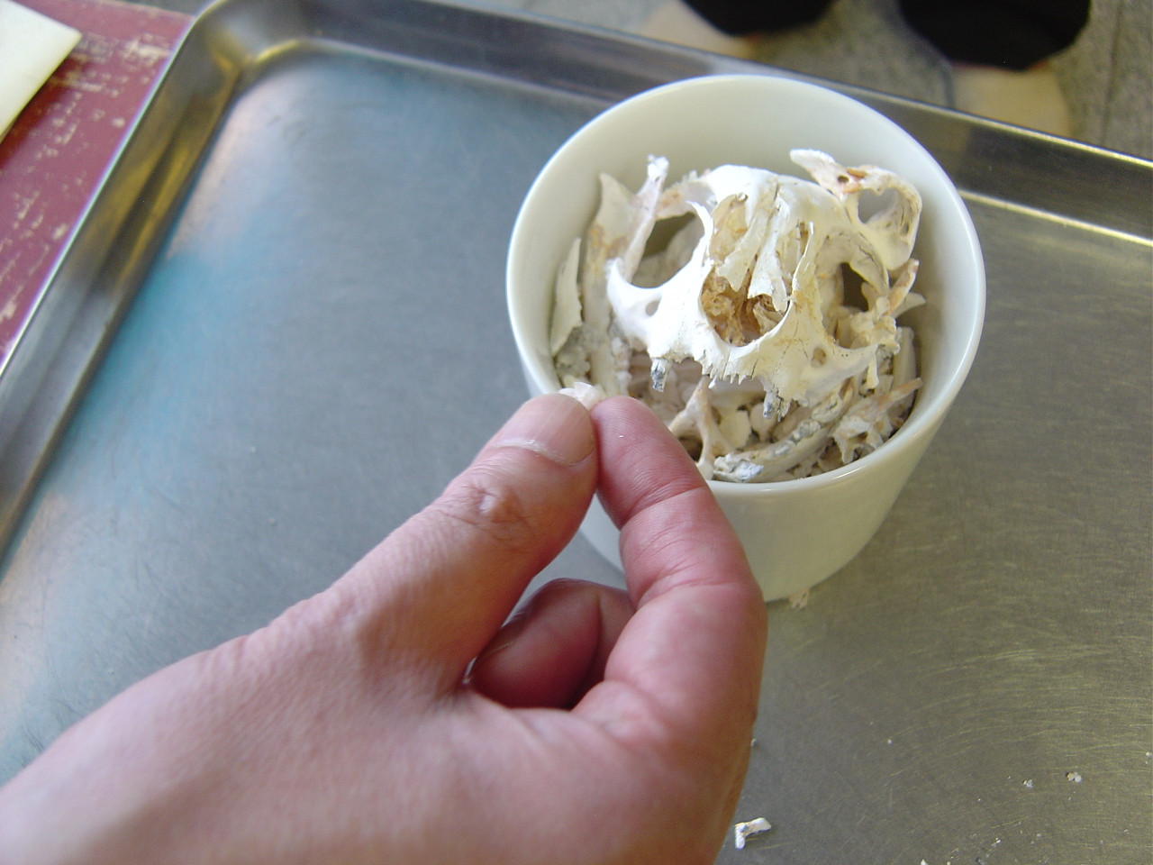 Как работает похоронное бюро для животных в Токио похоронное бюро для животных, ритуальные услуги для животных, похоронное бюро Токио