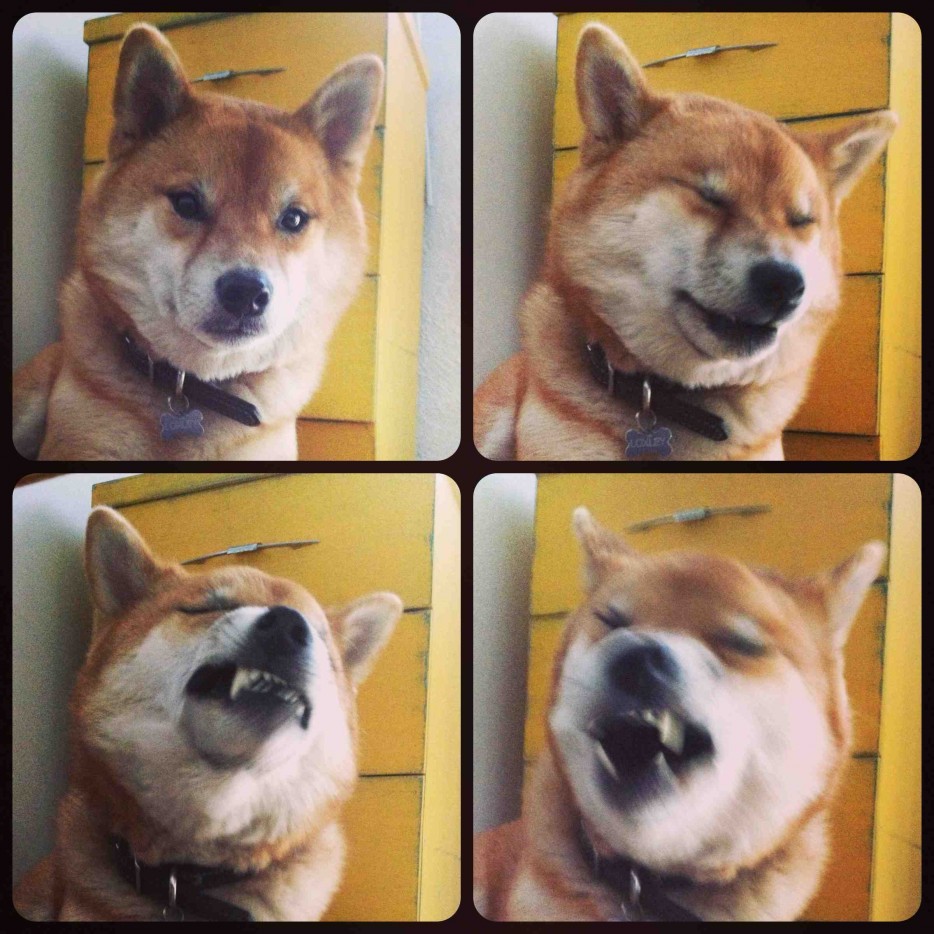 Смешные фотографии людей и животных, сделанные в момент чиханья фото во время чиханья, люди чихающие, животные чихают