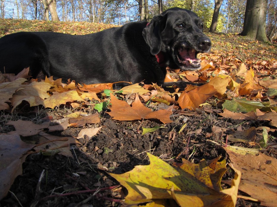 Смешные фотографии людей и животных, сделанные в момент чиханья фото во время чиханья, люди чихающие, животные чихают