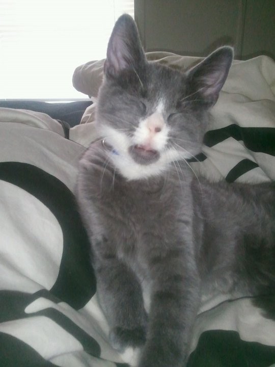 Смешные фотографии людей и животных, сделанные в момент чиханья фото во время чиханья, люди чихающие, животные чихают