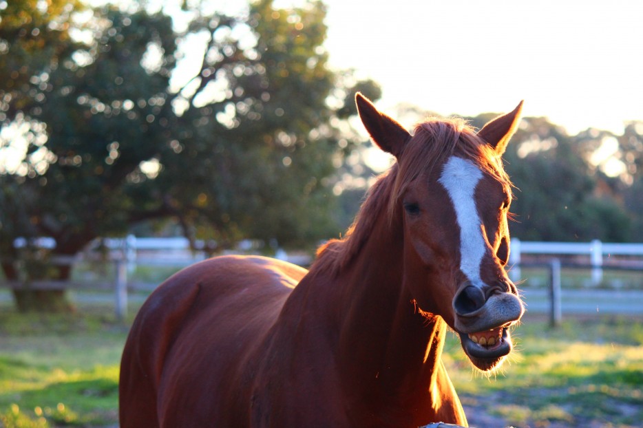 Смешные фотографии людей и животных, сделанные в момент чиханья фото во время чиханья, люди чихающие, животные чихают
