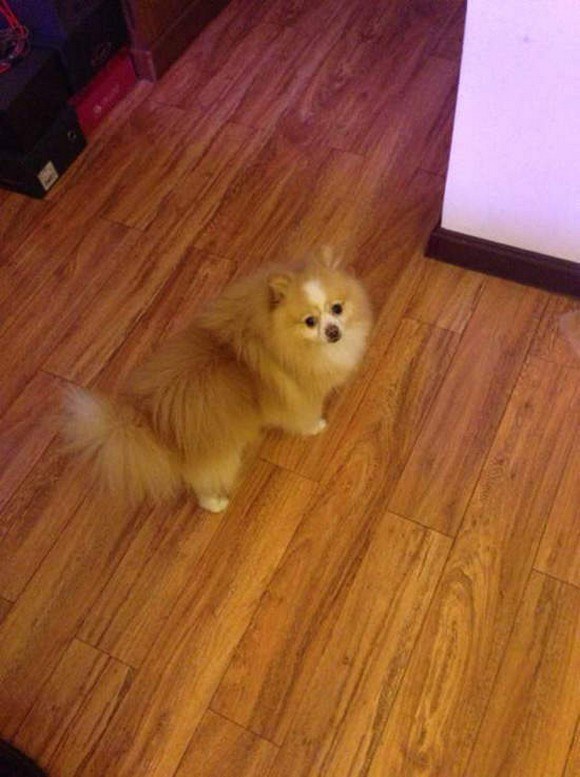 crazy haircuts animal, смешные стрижки животных, безумные стрижки собак кошек