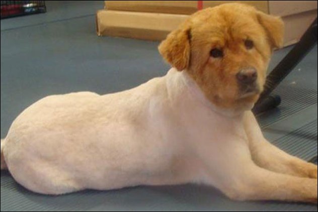crazy haircuts animal, смешные стрижки животных, безумные стрижки собак кошек