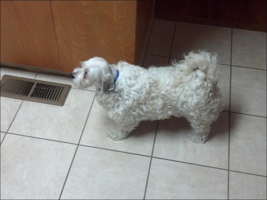 crazy haircuts animal, смешные стрижки животных, безумные стрижки собак кошек