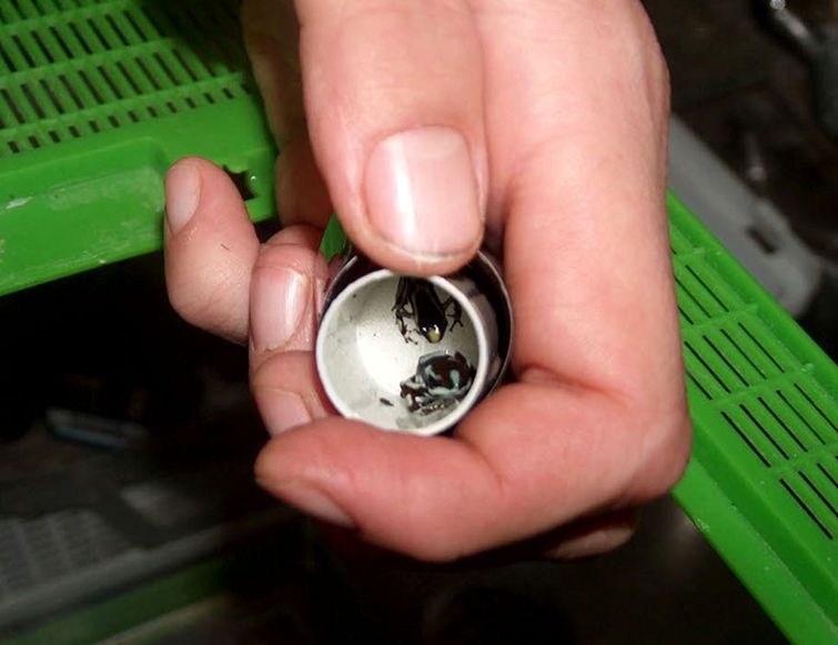 уловки контрабандистов, контрабандисты спрятали товар