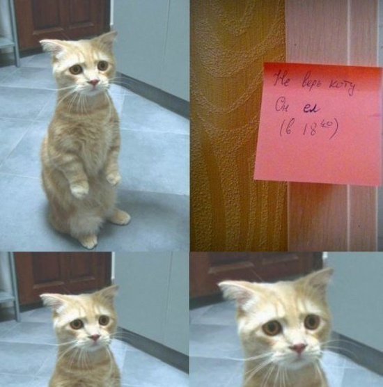 Позитив, юмор, смешные фотографии,прикол