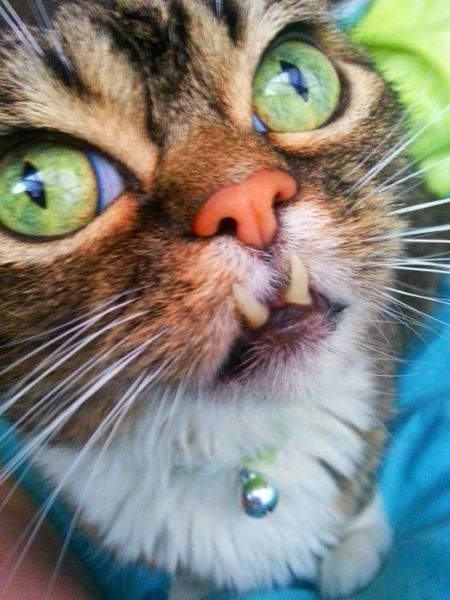 Позитив, юмор, смешные фотографии,прикол