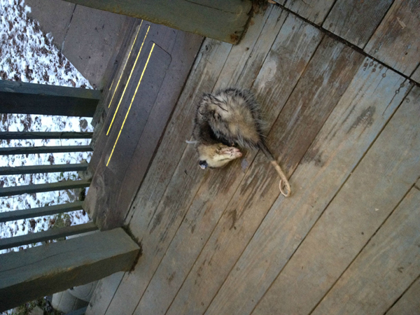 Опоссум, притворялся мертвым, застрял в кольце, полиэтиленовая упаковка, шея