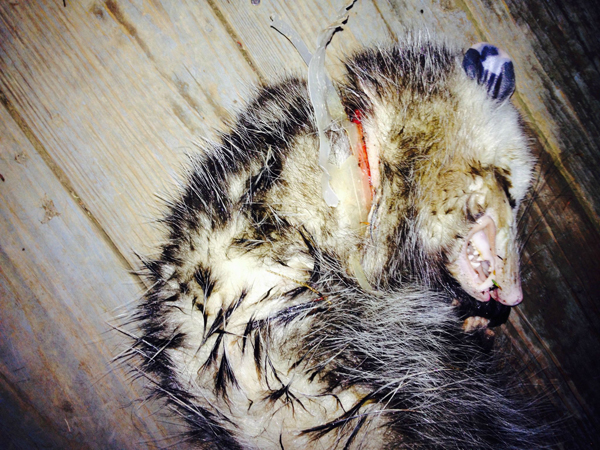 Опоссум, притворялся мертвым, застрял в кольце, полиэтиленовая упаковка, шея