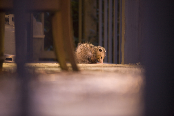 Опоссум, притворялся мертвым, застрял в кольце, полиэтиленовая упаковка, шея