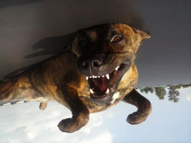 Позитив, юмор, смешные фотографии,прикол