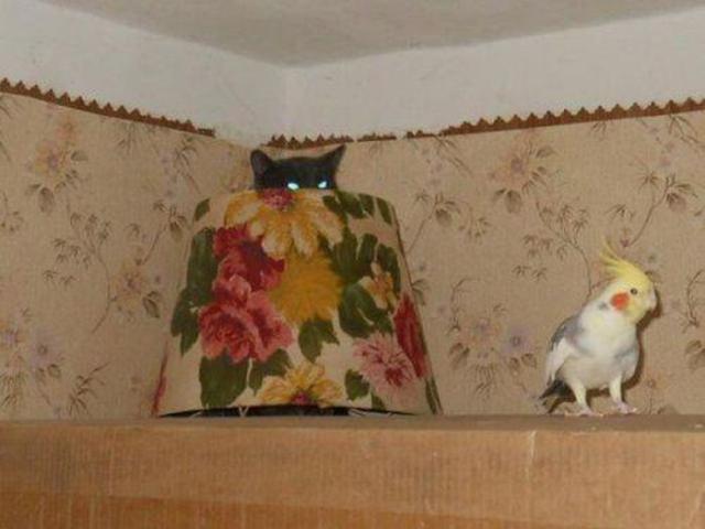 Позитив, юмор, смешные фотографии,прикол