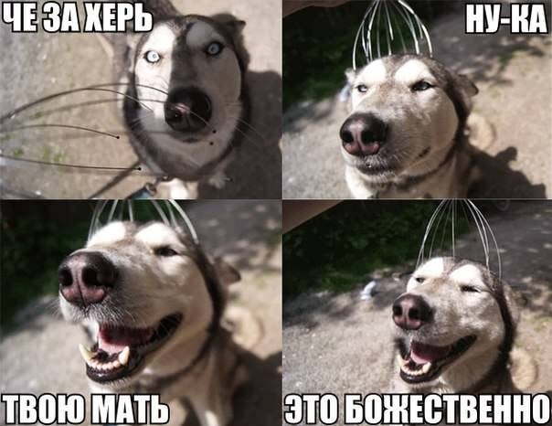 Позитив, юмор, смешные фотографии,прикол