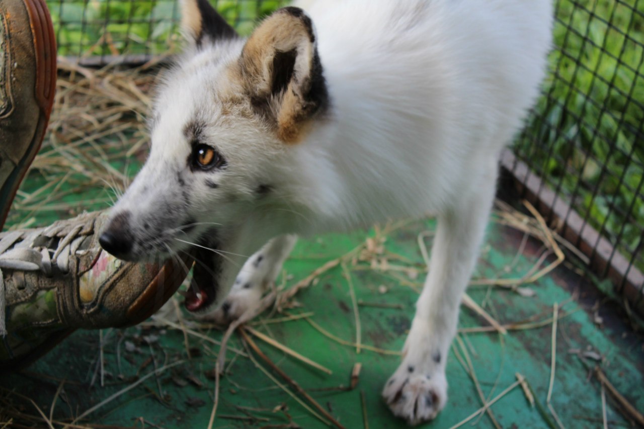 весна, снежная лиса, приручение лисы