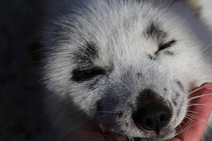 весна, снежная лиса, приручение лисы