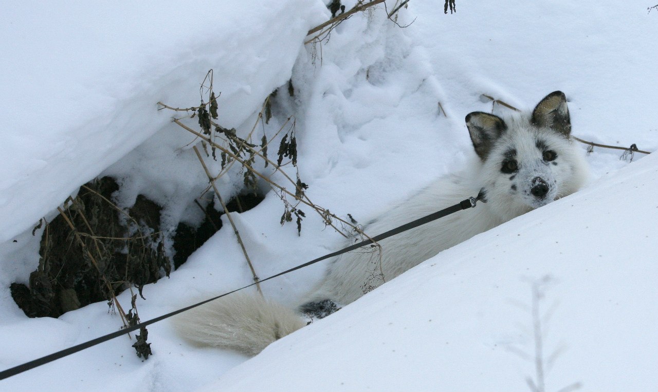 весна, снежная лиса, приручение лисы