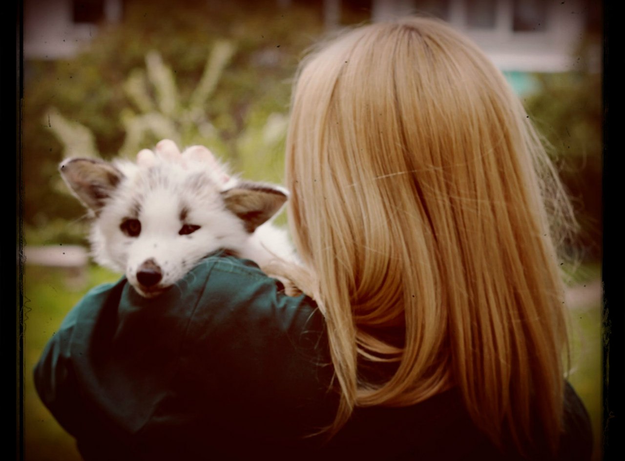 весна, снежная лиса, приручение лисы