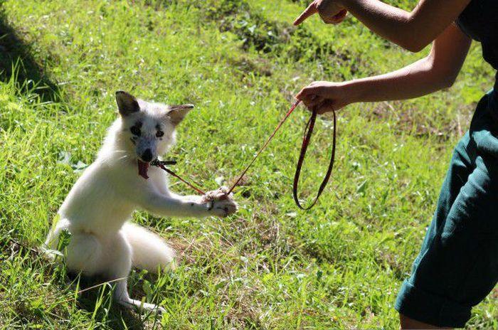 весна, снежная лиса, приручение лисы
