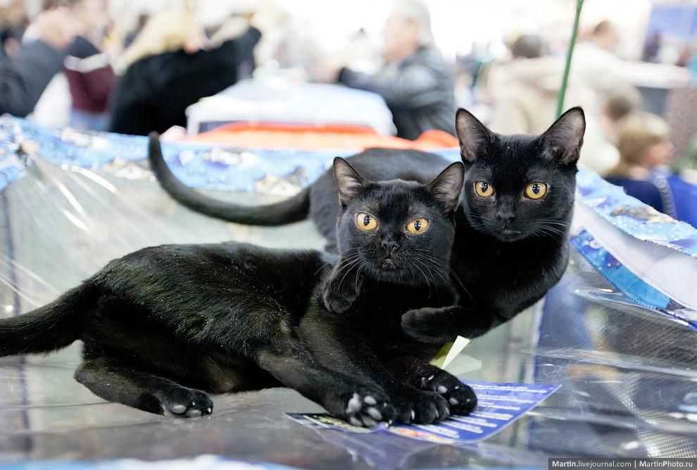 Международная, выставка кошек, Кэтсбург 2014