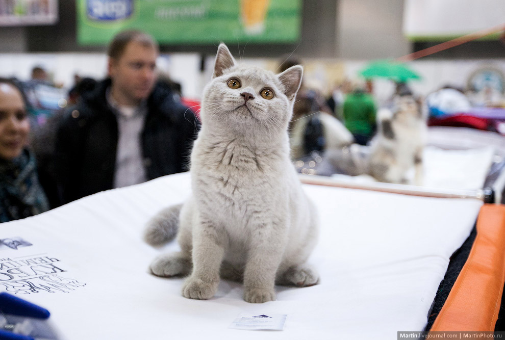 Международная, выставка кошек, Кэтсбург 2014
