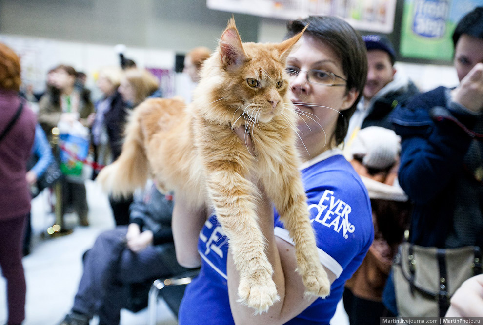 Международная, выставка кошек, Кэтсбург 2014