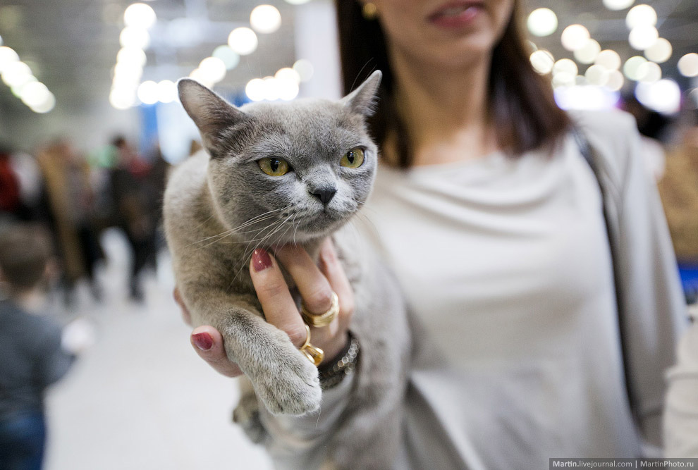 Международная, выставка кошек, Кэтсбург 2014
