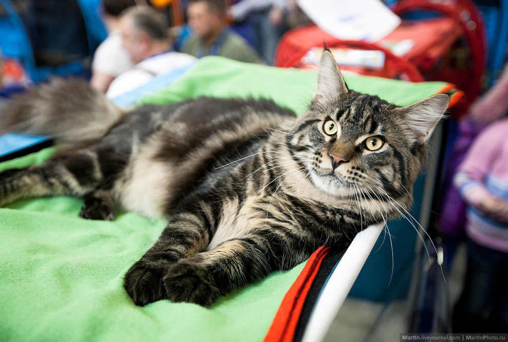 Международная, выставка кошек, Кэтсбург 2014