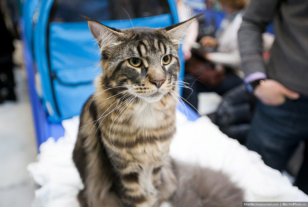 Международная, выставка кошек, Кэтсбург 2014