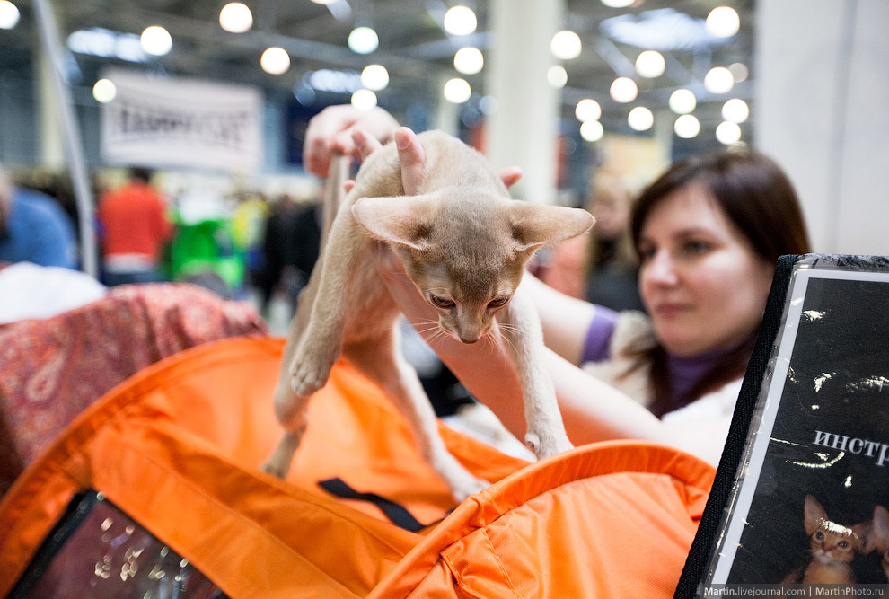 Международная, выставка кошек, Кэтсбург 2014